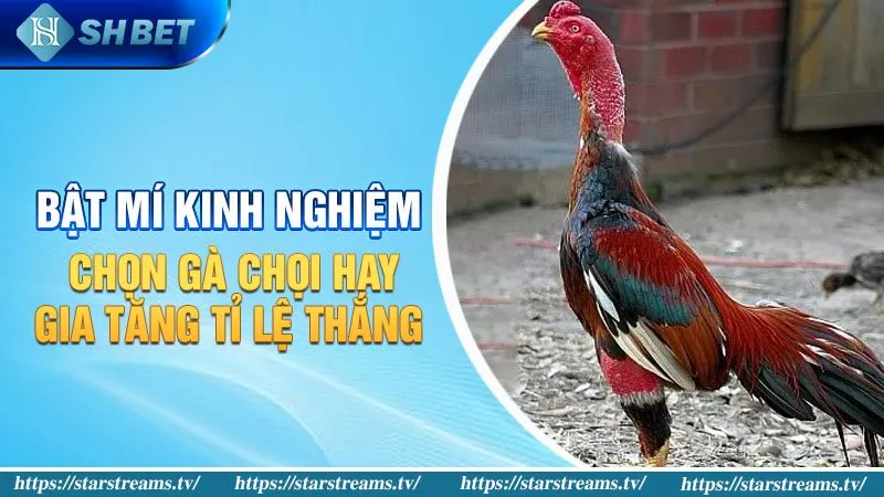 168Vn là gì? 168Vn là trang web game hàng đầu tại Việt Nam - 168Vn