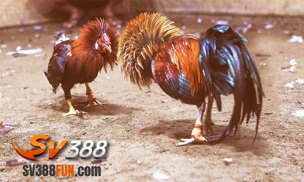 Trang web game Vn6 cung cấp những dịch vụ gì? - Vn6