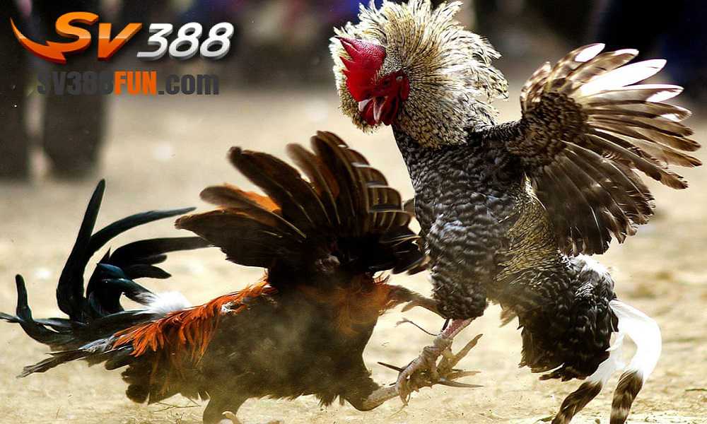 Giới thiệu về trang web chọi gà Lk88 - Lk88